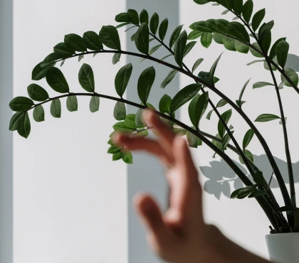 pielęgnacja zamiokulkasa